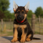 2 Tuteurs de Redressage d'Oreilles Mousse pour Chien Malinois, Berger Allemand, Doberman - Animood