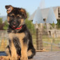2 Tuteurs de Redressage d'Oreilles Mousse pour Chien Malinois, Berger Allemand, Doberman - Animood